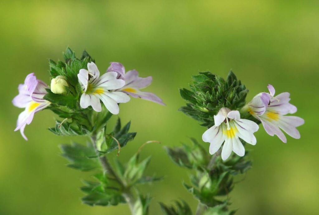 Eyebright