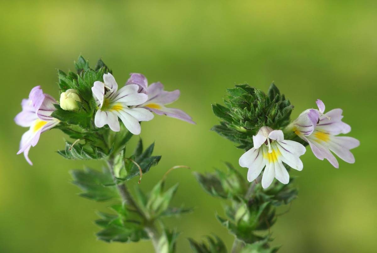 Eyebright: Benefits, Dosage, and Side Effects