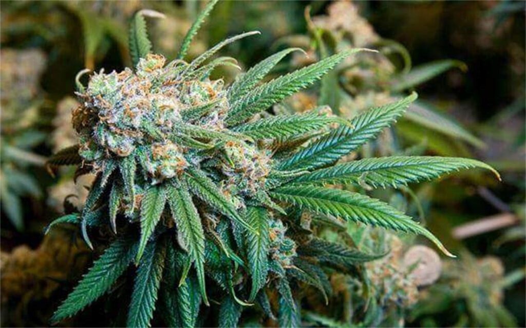 Prismatic Jack Marijuana Strain